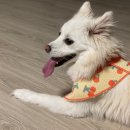 멋스럽개 이미지