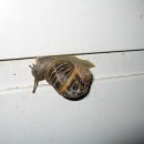 달팽이방갈로 이미지