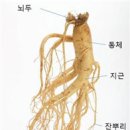 인삼좋은집