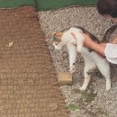 다지안포레스트힐 이미지