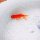 홍주수족관 이미지