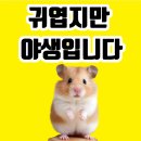 제주 골든햄스터 분양 볼주머니 | 순해 보이지만 야생 그 자체, 골든 햄스터의 진짜 모습