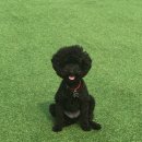 펫츠토리 이미지