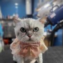 여주 멍스타 이미지