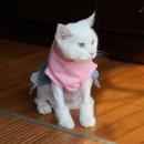 헬로똘복 - 성남시 분당구 미금로 251 | 헬로똘복