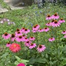 베로스테이 이미지