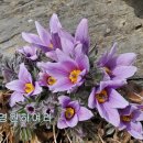 동강의 향기 이미지