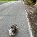 여항산 호수 펜션 | [경남 함안] 경치 그리고 가성비까지 좋은 애견동반 가족 단체 및 독채 펜션 추천 , 여향산호수펜션