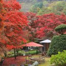 단풍명소 경기도 화담숲 주변 카페 우드패커