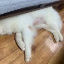 미용하시개 이미지