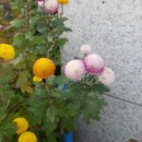 팡팡꽃화원