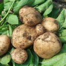 가래울농장 이미지