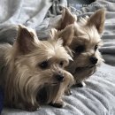 상아동물병원 이미지