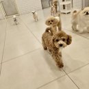 조남유치원 | 미니 골든두들, 조마린 8개월 성장 기록