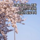 용산-233 | 서울 벚꽃 명소 2곳-용산가족공원, 여의천/양재천 개화 상태 주차 정보 꿀팁
