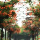 부천중앙공원 이미지