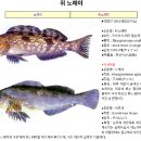 노래미 이미지