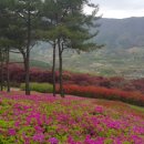 화순 만연산 철쭉축제 임박 (실시간 포스팅) 이미지