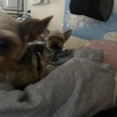 털뭉탱이 이미지