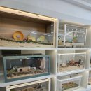 햄토피아 천안 불당점 이미지