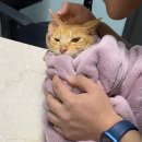24시 청담우리 동물병원 이미지