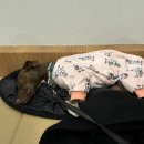 다솜켄넬 이미지