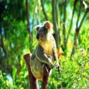 [호주여행/관광지]시드니 야생동물공원 이미지
