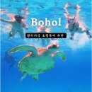 보홀 호핑투어 발리카삭 프라이빗 단독 투어 내돈내산