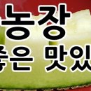 맹산리 농장 네이버블로그