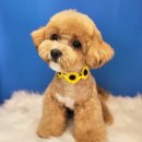 디오펫샵 이미지