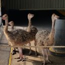 형제농장B 이미지