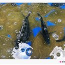 (주)여수수산시장 | 여수 수산시장 회 센터 회포장하기 저녁 메뉴로 딱이야