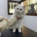 쥬디캣(Judy Cat) 이미지