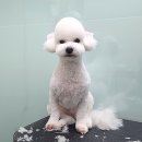 정샘 동물병원 이미지