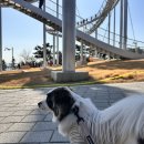 애경자동차 | [포항/애경동반여행]강아지랑 산책하기 너무 좋은 포항 뷰포인트 환호공원, 스페이스워크