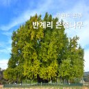 (주)은행나무 | 원주 반계리 은행나무 2024 방문 후기 단풍상황 절정시기 주차