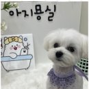 아지묭실 이미지