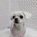 펫피파니 이미지