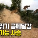사슴문구
