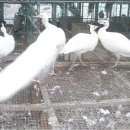 광주조류원 이미지