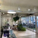 브로시스 이미지