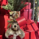 현대25써비스 | 더현대 서울 크리스마스 빌리지｜평일 오픈런으로 다녀온 해리의 크리스마스 공방 후기