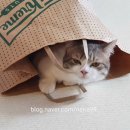 오수봉투