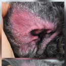 몽베이 | ✂️ 미용만으론 안돼요! [화원강아지미용실✨몽베이] 피부개선 리얼 후기 🍀 | 대구 달성군 애견미용