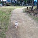 독한마캣 이미지