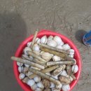 파인앤애플 펜션 이미지