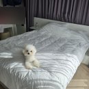 라빌라빌라 | 남이섬애견동반숙소 풀스테이 스테이온 가평 풀빌라 독채 진짜 추천
