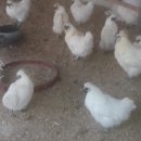 태성2농장 이미지