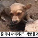 아뮤고나 이미지