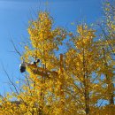 편백나무숲민박 | 축령산 250만 그루의 편백나무숲 / 가을 등산후기 🌲